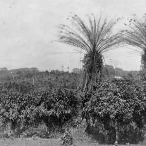 Field of coffee plants with two tall palm trees