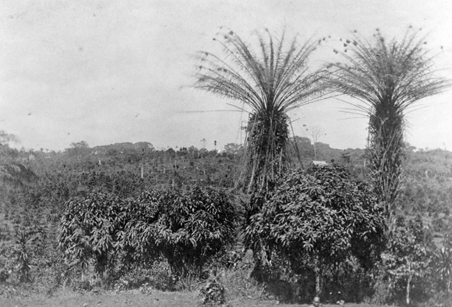 Field of coffee plants with two tall palm trees