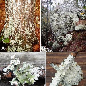 Lichens on tree trunk and fungus on large rock in forested area