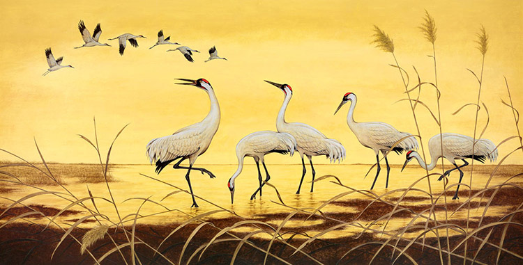 White cranes standing in and flying above lake with grass in the foreground