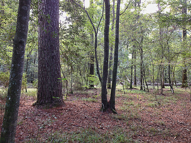 Forest with tall trees and leaves on the ground