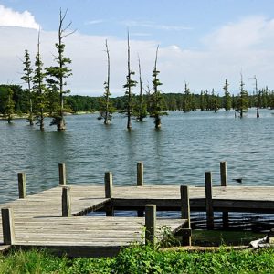 Lake with trees growing out of the water and wooden dock in the foreground