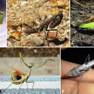 Types of mantis with corresponding letters