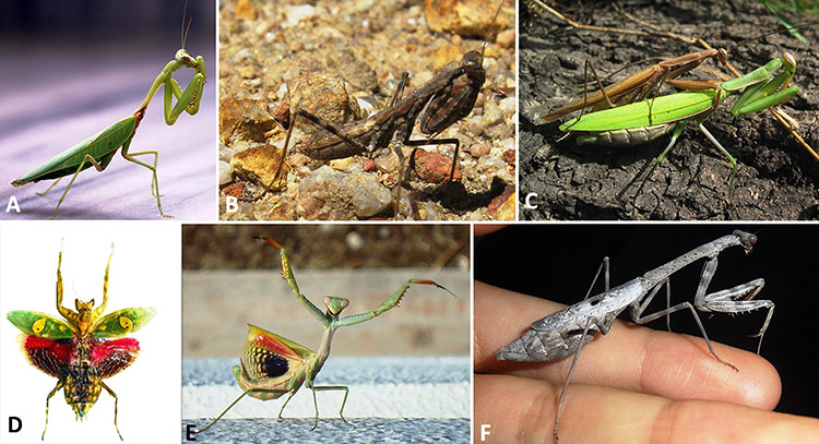 Types of mantis with corresponding letters