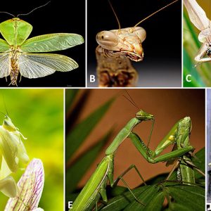 Mantis images with corresponding letters