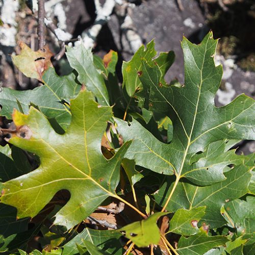 Maple-Leaf Oak - Encyclopedia of Arkansas