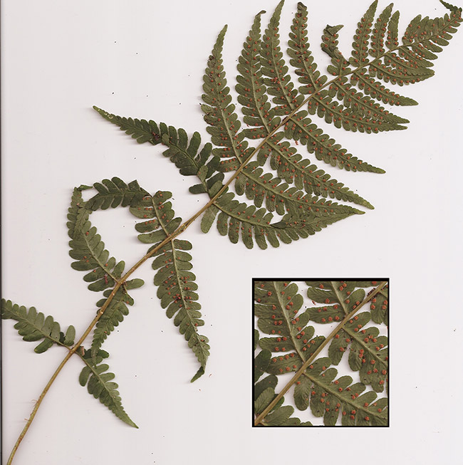 Green fern leaves with spores on white background
