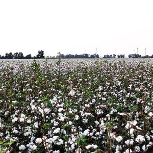 Cotton field filled with plants ready to be picked