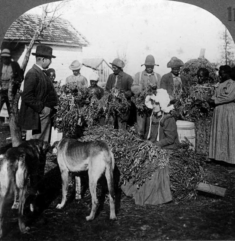 African-American men and women holding peanut plants with white woman sitting in front of them and dogs in the foreground
