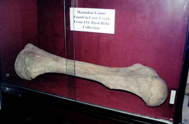 Large femur bone in glass display case with identification card