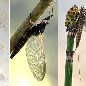 Mayfly on white background, mayfly on plant stem, and mayfly on plant top
