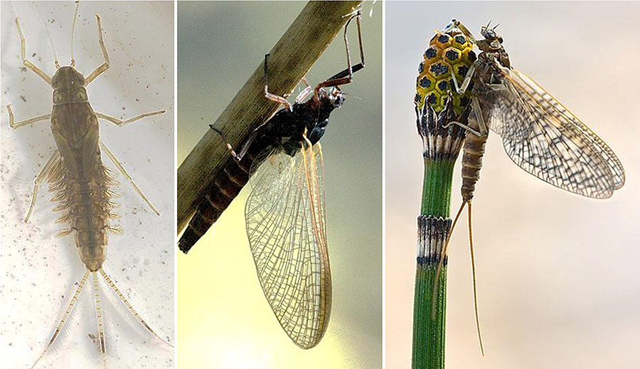 Mayfly on white background, mayfly on plant stem, and mayfly on plant top