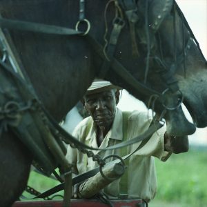 Older African American man seen from under a horse's neck