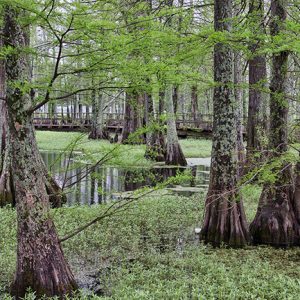 Cypress trees in flooded swamp