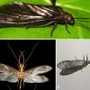 Types of flying insect with corresponding letters