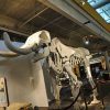Mastodon skeleton on display in museum gallery