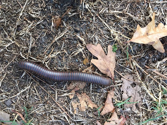 Millipede crawling on the ground