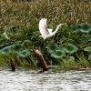 White egret flying above water with green foliage
