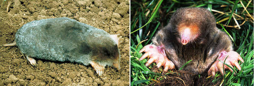 Mole on dirt and mole in grass