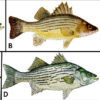 Different types of bass fish with corresponding letters