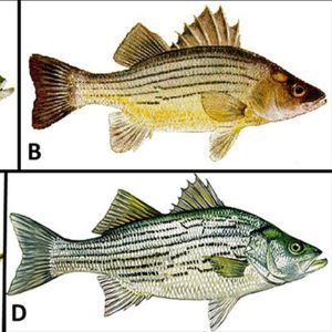 Different types of bass fish with corresponding letters