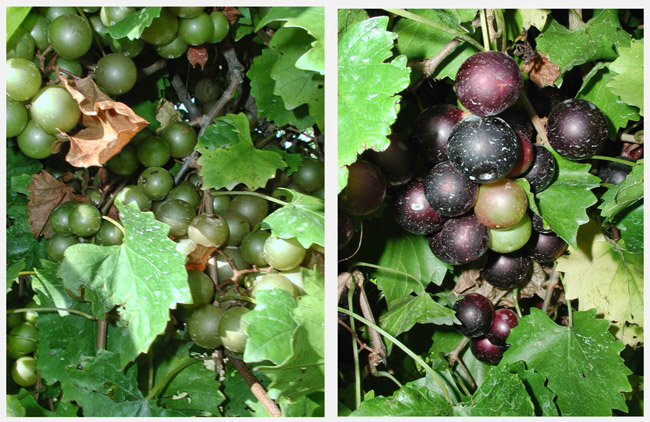 Green grapes on the vine next to image of red grapes on the vine