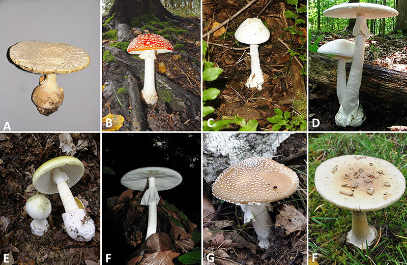 Mushroom types with corresponding letters