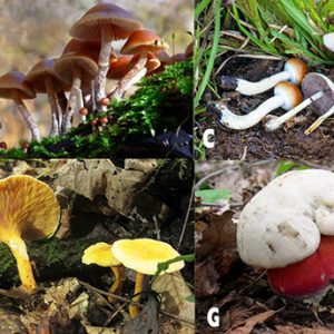 Mushrooms with corresponding letters