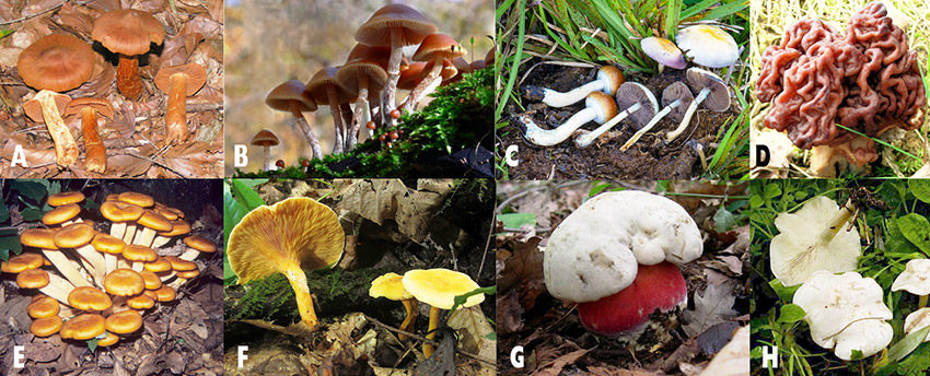 Mushrooms with corresponding letters