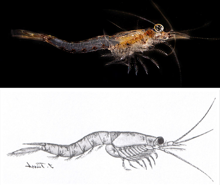 Shrimp on black background and drawing of a shrimp