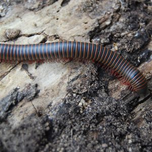 Close-up of millipede on tree trunk