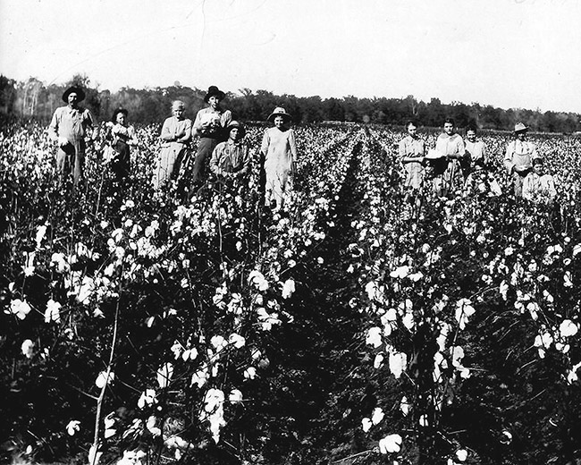 clusters of white men women and children standing in cotton field