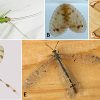 Winged insects with corresponding letters