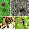 Different types of dragonflies with corresponding letter