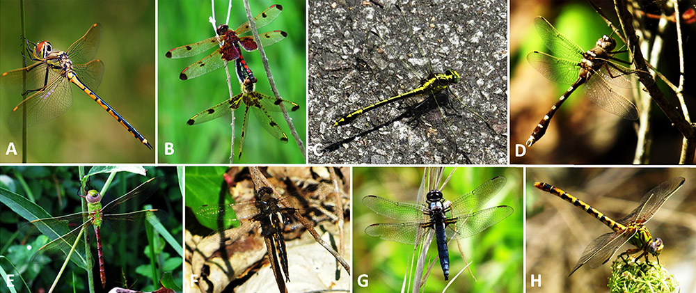 Different types of dragonflies with corresponding letter