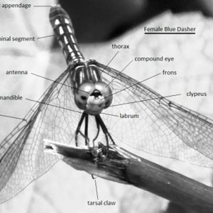 Dragonfly with parts labeled with text