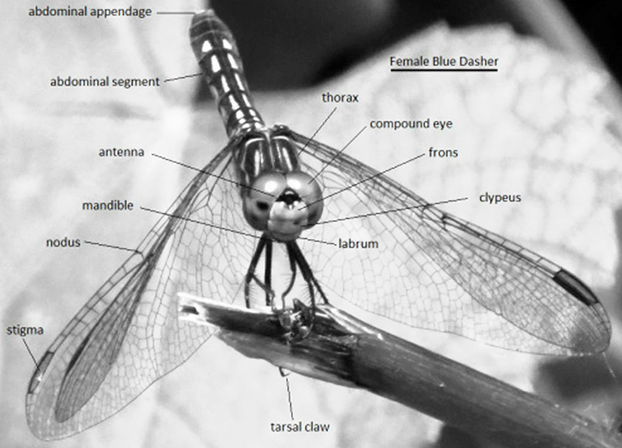 Dragonfly with parts labeled with text
