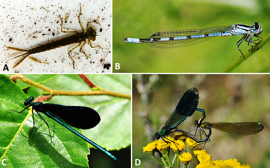 Different types of damsel flies with corresponding letters