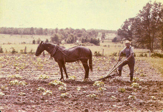 White man in hat and overalls using horse drawn plow in his garden