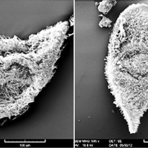 Organism as seen under microscope