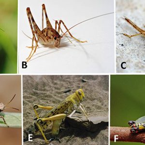 Types of cricket and grasshopper with corresponding letters