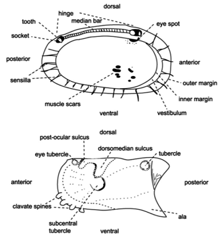 Ostracod diagrams with labeled parts