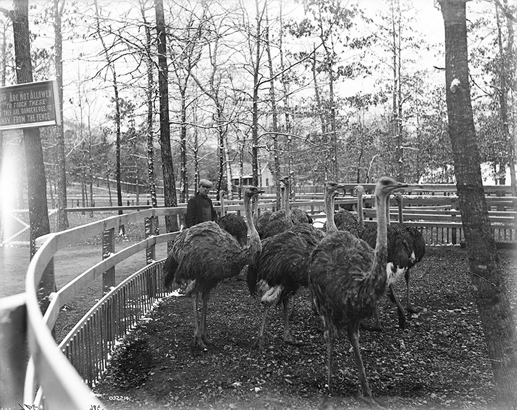 White man and ostriches in round pen with trees and houses in the background