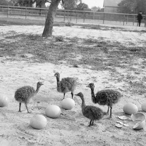 Baby ostriches and eggs with two men and farm buildings in the background