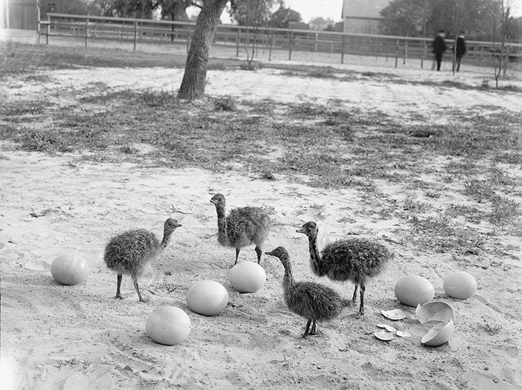 Baby ostriches and eggs with two men and farm buildings in the background