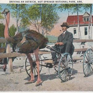 White man in suit sitting in ostrich pulled carriage with multistory house behind him on post card