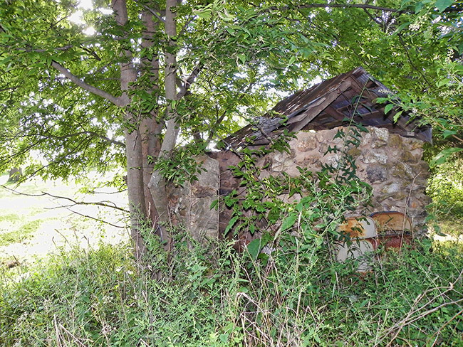 stone outhouse under trees and overgrown vegetation