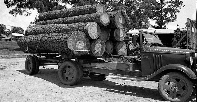 White man driving logging truck loaded with large logs