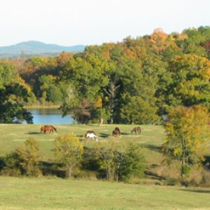 field with pond, trees, and horses
