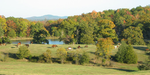 field with pond, trees, and horses